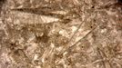 Fauna marina milimétrica. Los fósiles descubiertos en Ribas de Sil son cochas de unos minúsculos animales ?de entre cinco y ocho milímetros de longitud? conocidos como dacrioconáridos, una especie de gusanos de forma tubular que vivieron en el período Devónico, hace unos 410 millones de años 