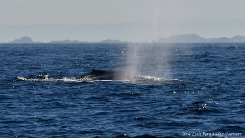 Es la primera vez en dcadas que se ven dos ballenas azules juntas en aguas de Galicia 