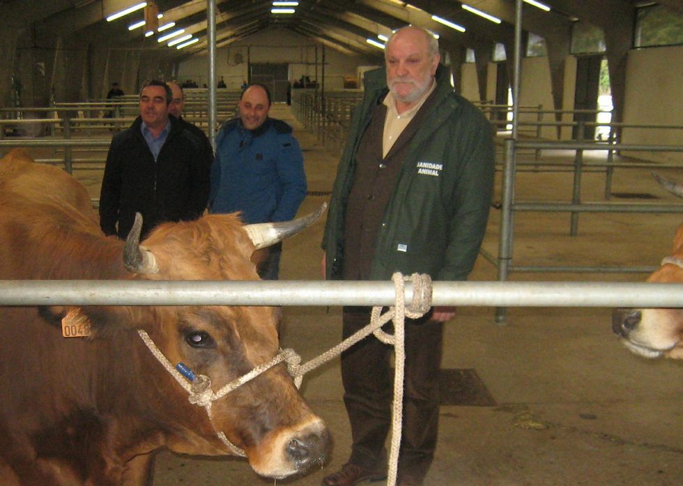 Claudio Garrido ayer en la feria de Sarria desarrollando su trabajo como veterinario. 