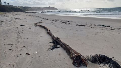Uno de los troncos que el mar arrastr hasta la playa de Major, en Noalla, Sanxenxo