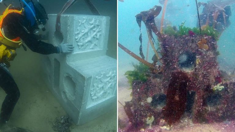 Arrecifes artificiales bajo las bateas de la ría ayudan a restaurar el bogavante europeo