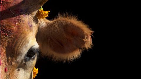  Una vaca luce flores en la cabeza mientras es venerada durante la celebracin del Gai Puja o Da de Veneracin de la Vaca con motivo del Festival Tihar en Katmand (Nepal)
