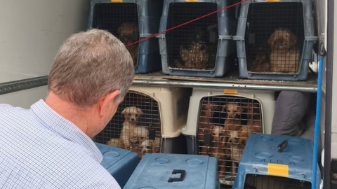 Algunos de los m�s de 300 perros evacuados de un criadero de Gij�n durante una inspecci�n del Seprona