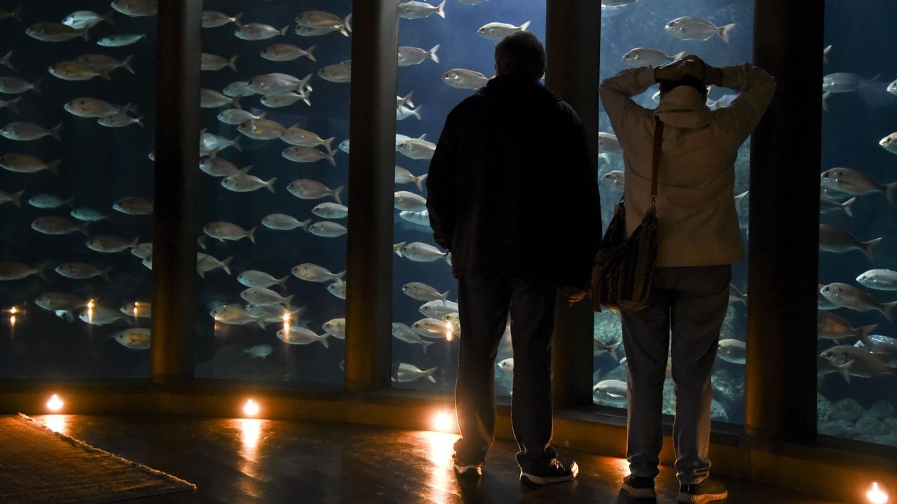 El Aquarium Finisterrae vuelve a abrir sus puertas el lunes