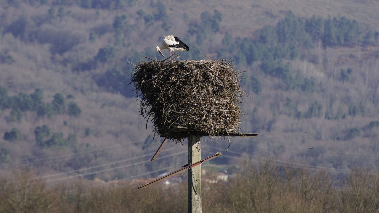 Nido de cig�e�as en Maceda, una de las zonas estudiadas.