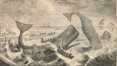 Boats attacking whales (1839) de  Thomas Beale
The University of Washington Libraries