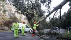 Retirada de un eucalipto tumbado sobre la carretera de la costa por el fuerte temporal de viento que hubo hace dos semanas en A Mariña