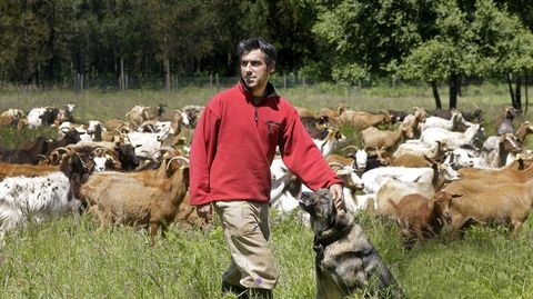 Joan Alibs, un joven cataln asentado en Meira, con el rebao de cabras y ovejas cuyos productos vende a travs de la Red.