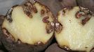POLILLA GUATEMALTECA. Es la nueva plaga que ha llegado a Galicia y que pone en peligro la produccin de patatas. Originaria de Guatema, lleg posiblemente desde Canarias.