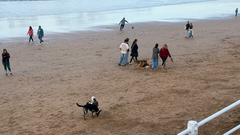 Perros paseando por la playa de San Lorenzo, Gij�n