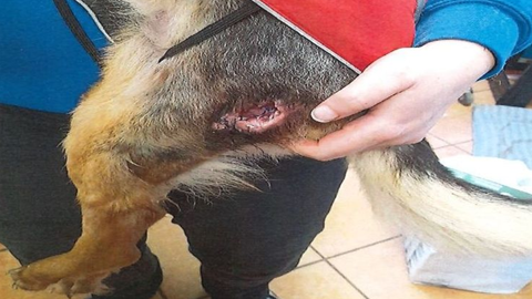 Heridas que presenta uno de los perros encontrados en Vilelos por los agentes medioambientales y del Seprona que inspeccionaron el Pazo de Vilar