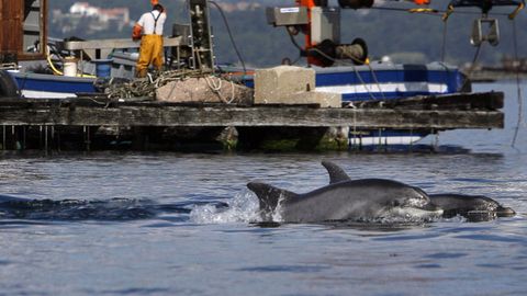 Delfines en la Ría de Arousa, en una imagen de archivo
