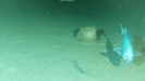 Imagen captada por el IEO con la cámara fondeada a 1000 metros de profundidad frente a las costas de Santander