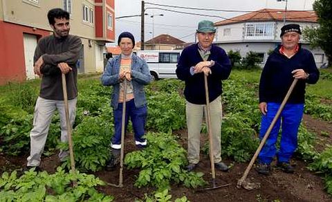 De izquierda a derecha, Rubén, María Jesús, Francisco y Carlos trabajando en la plantación de patatas en la finca de Cambados.