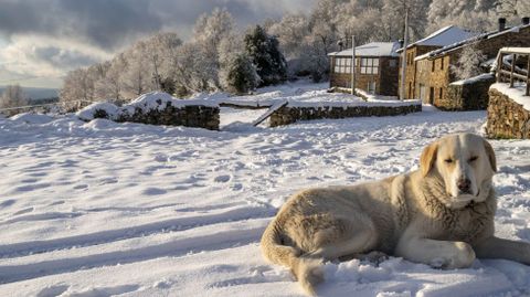 Un perro al sol un da de nieve junto a las casas de la aldea de O Busto, en una fotografa de enero del 2021