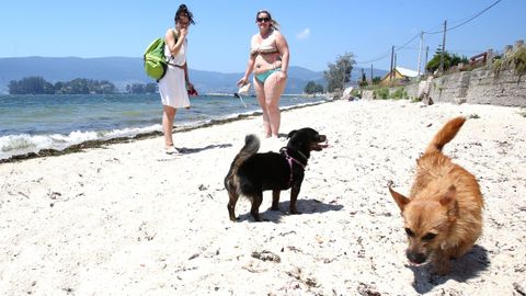 Playa canina de Cesantes, en Redondela.