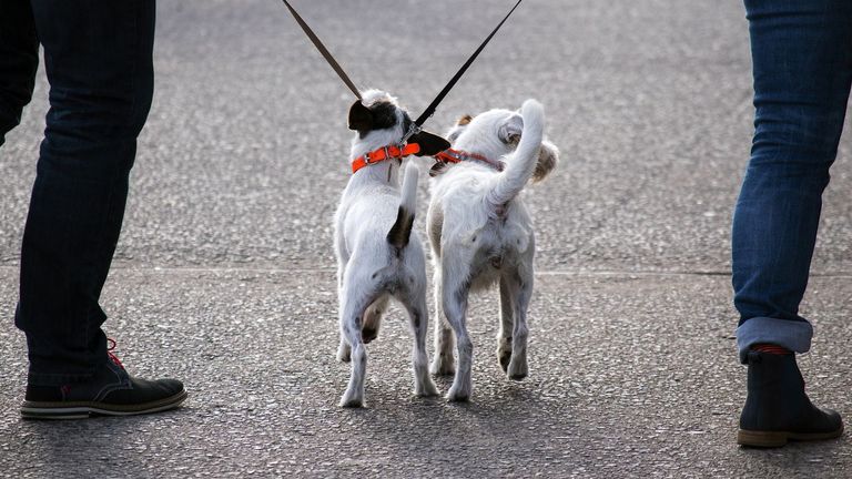 Los animales de países extracomunitarios deberán tener documentación