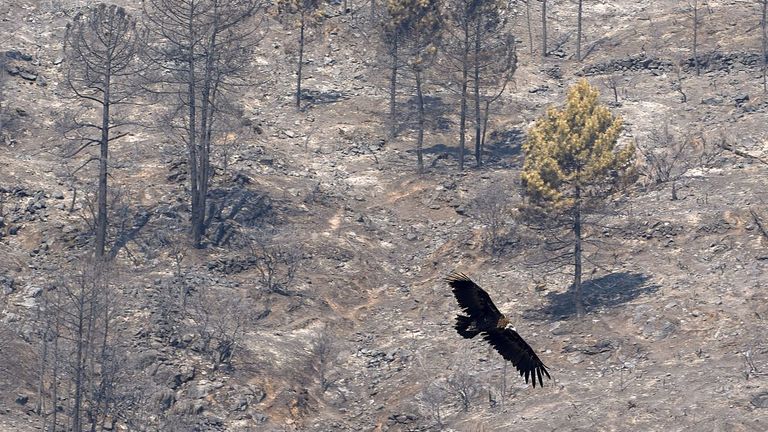 Un desastre incendiario pronosticado