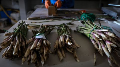 Un agricultor separa en foto de archivo manojos de espárragos para enviar al mercado