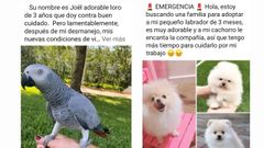 Mensajes que provocaron la estafa de varias lucenses que pretendan adoptar perros por Facebook