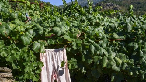 Un pijama colgado entre las vides protege las uvas de las alimaas en Sober