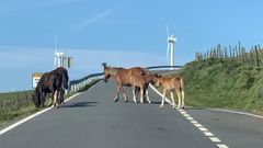 Los caballos atraviesan la carretera DP-2205, que va de A Pedra (Cario) a San Andrs de Teixido (Cedeira)