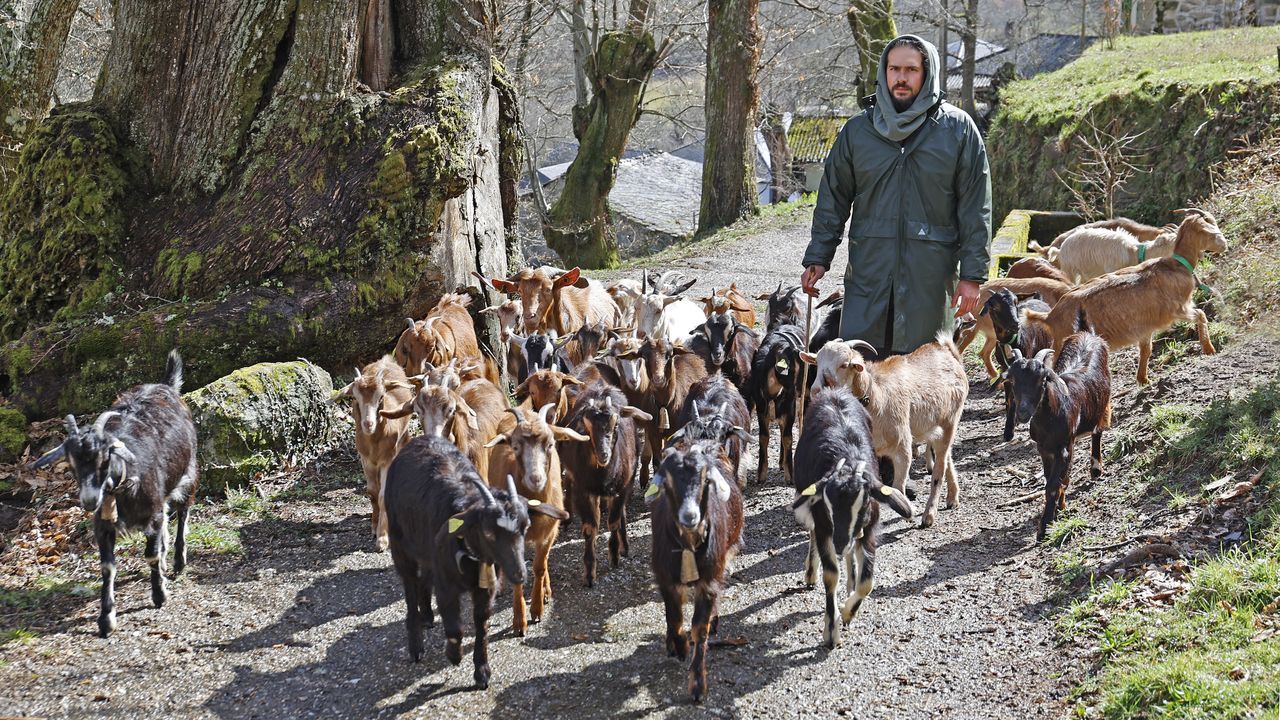 Las cabras de Antonio pastan en terrenos de un monte vecinal en man común ayudando a la lucha contra el fuego