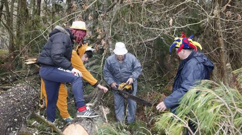 El proceso de elaboracin del meco en As Teixugueiras empieza cortando un pino cedido por un vecino