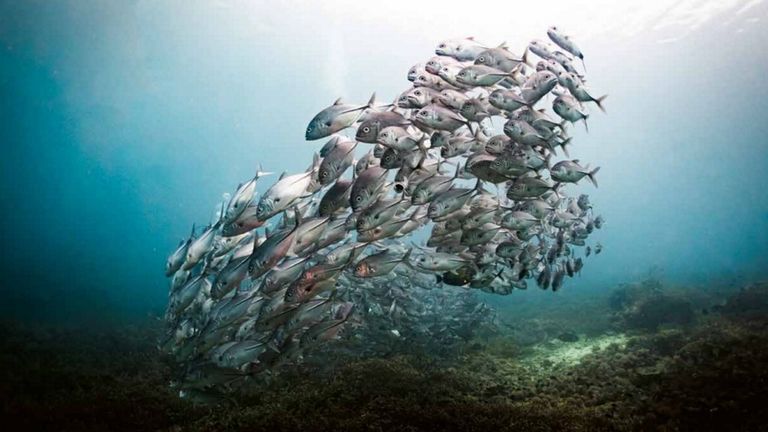 Algunas de las imágenes captan los magníficos y a la vez tan frágiles ecosistemas marinos