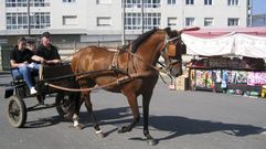Feira do Cabalo en Castro