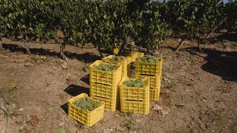 La vendimia arrancó este año en Galicia en la D. O. Valdeorras, en los viñedos de Godeval