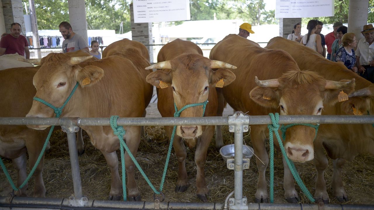 La rubia galega volver&aacute; a reinar en la feria de Adai