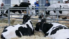 Novillas y vacas frisonas en una subasta de Sarria, de la feria de San Isidro, hace aos.
