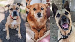 Luján, Tobi y Vicente son los perros «abueletes» del Albergue de Animales de Oviedo