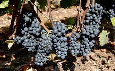 Esta uva tinta era muy abundante en Galicia hace un siglo