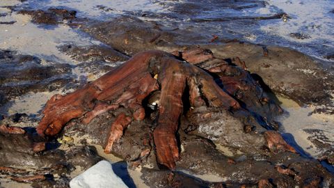 3. PONZOS. La playa del municipio de Ferrol oculta un bosque de pinos, abedules y pinos cuya madera fósil fue datada en 5.000 años.