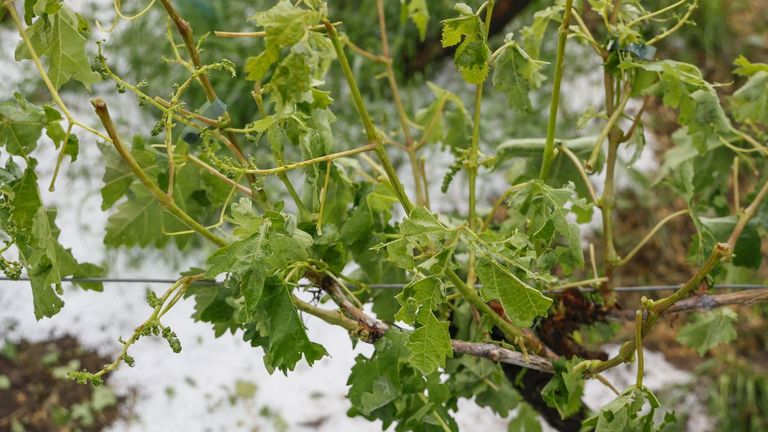 Después de la granizada ¿cómo tengo que tratar el viñedo?
