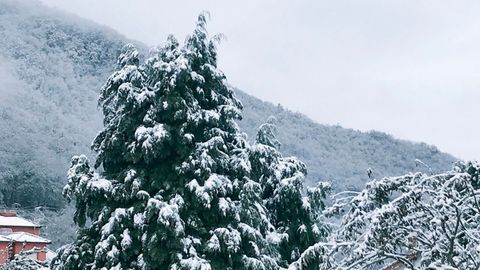 La nieve cubriendo los montes y rboles del concejo de Aller