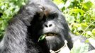 Gorila en peligro de extinción