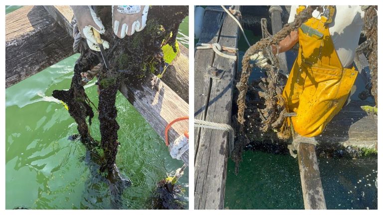 Una plaga de patexo devora la cría de mejillón en las bateas de Muros-Noia