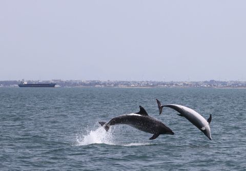 Delfines