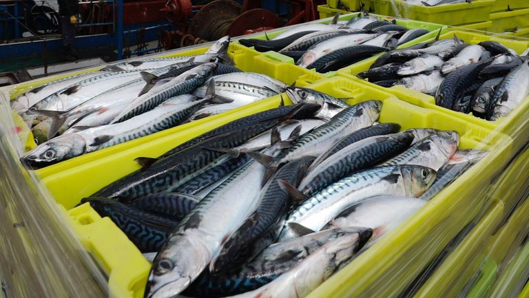 La xarda dobla el precio en las lonjas gallegas porque las capturas son las más bajas del siglo