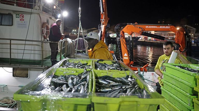 Científicos aconsejan pescar algo menos de sardina ibérica y más bocarte en el noroeste
