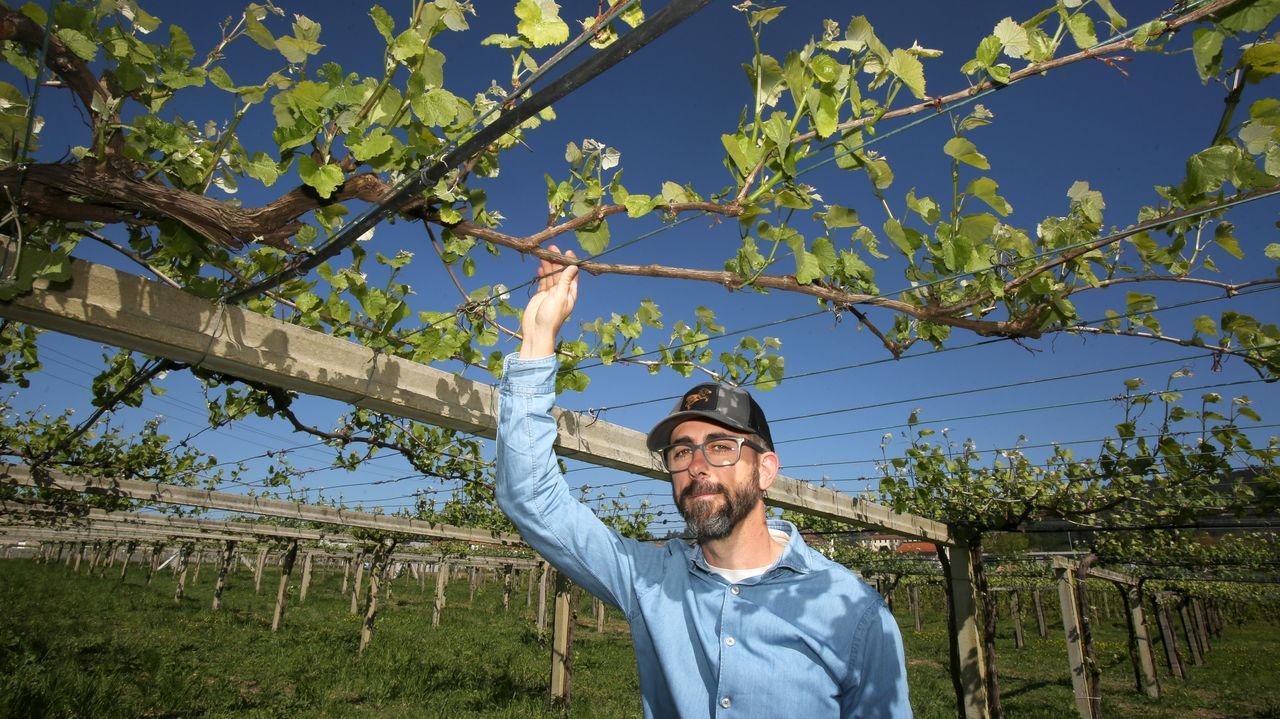 Julio Prieto, ingeniero y agrónomo: «El viticultor está acostumbrado a hacer siempre lo mismo y en la viticultura actual eso no vale»