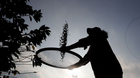 Una mujer limpia granos de cafe en una finca de cultivo de Sao Paulo, en Brasil