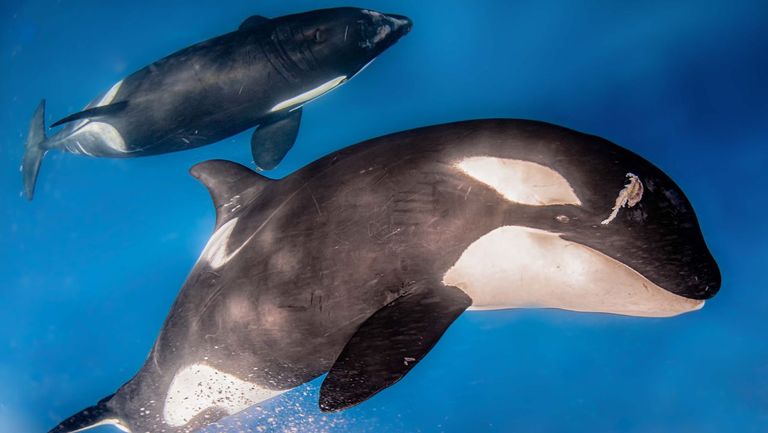 Un grupo internacional de expertos en mamíferos marinos ha conseguido finalmente identificar a estas orcas