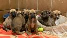 Cachorros en adopcin en el albergue de Sern