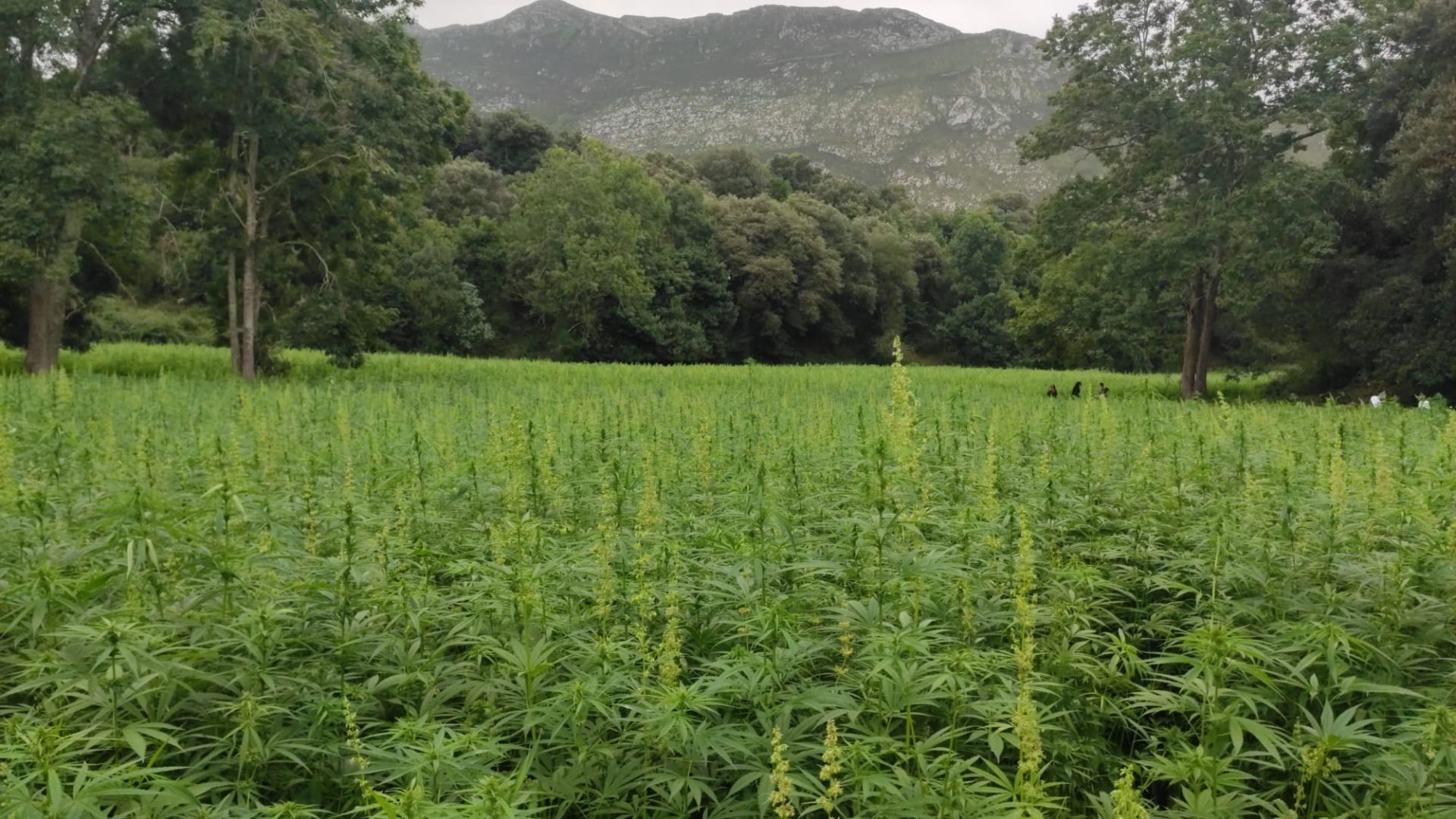 Plantación de cáñamo industrial en Ribadesella, de Cañamo Valley