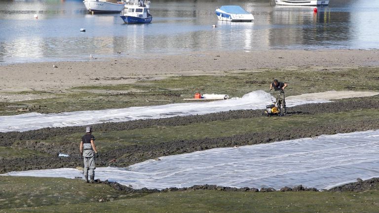 Pontedeume detecta mortandad sobre todo en la almeja babosa