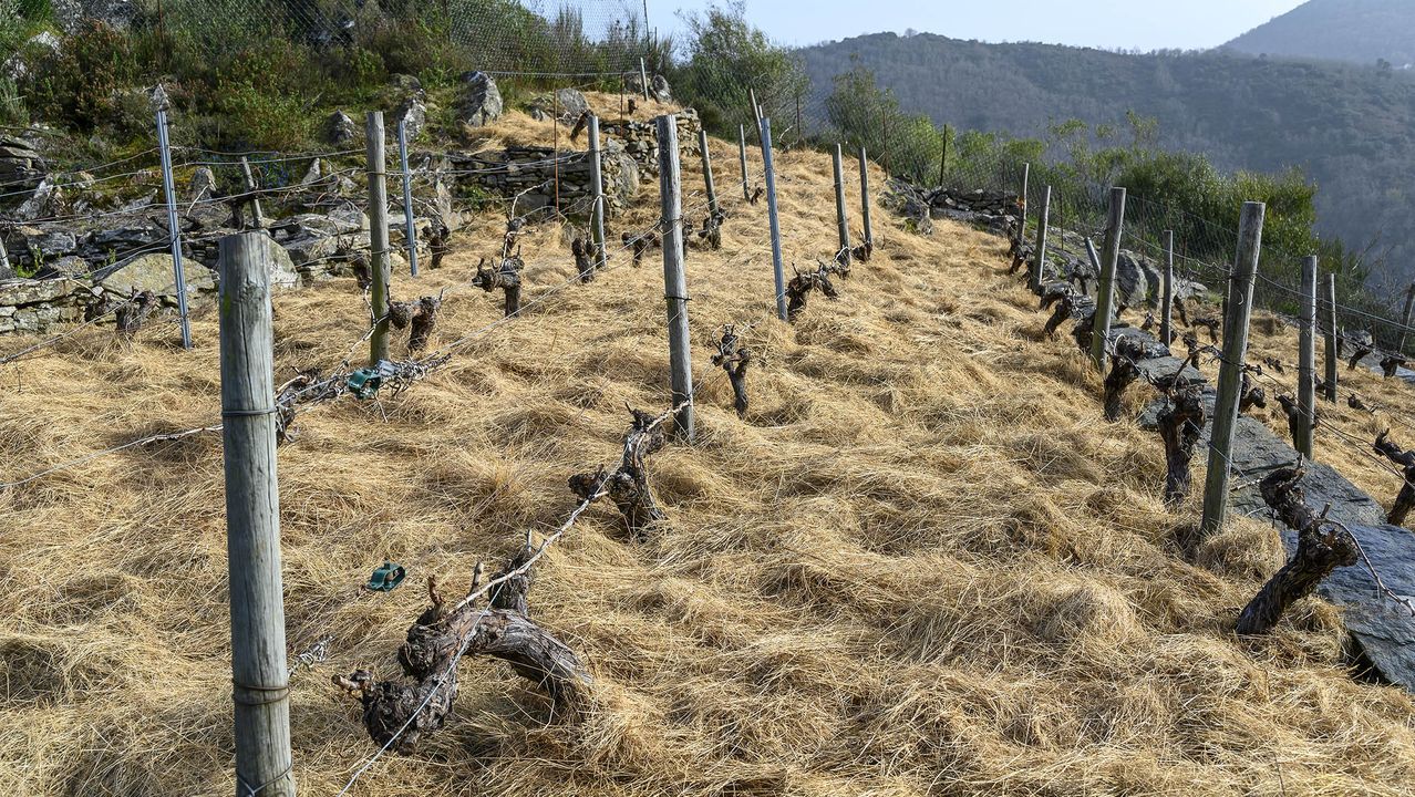 Viña proxima al mirador de Soutochao con una cubierta de paja para evitar la proliferación de malas hierbas